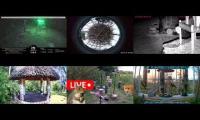 Amazingearthanimalslivestream