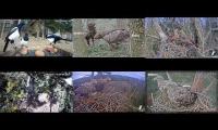 Thumbnail of Amazingearthanimalslivestream