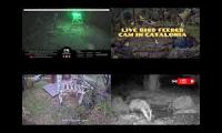 Amazingearthanimalslivestream