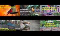 Amazingearthanimalslivestream
