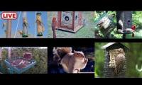 Thumbnail of Amazingearthanimalslivestream