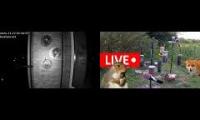 Amazingearthanimalslivestream