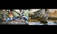Thumbnail of Live birds feeder & Wild pond in Madrid, Spain