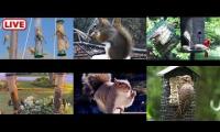 Thumbnail of Amazingearthanimalslivestream