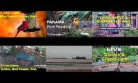 Amazingearthanimalslivestream