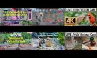 Thumbnail of Amazingearthanimalslivestream