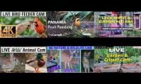 Thumbnail of Amazingearthanimalslivestream