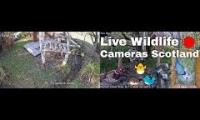 Thumbnail of Amazingearthanimalslivestream