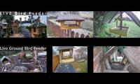 Amazingearthanimalslivestream