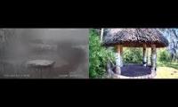 Amazingearthanimalslivestream