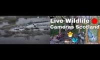 Amazingearthanimalslivestream