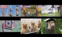 Thumbnail of Amazingearthanimalslivestream