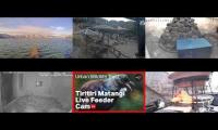 Thumbnail of Amazingearthanimalslivestream