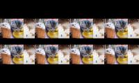 Cuteandfunnycatssuperfun