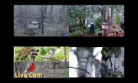 Amazingearthanimalslivestream