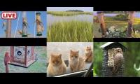 Amazingearthanimalslivestream