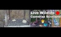 Thumbnail of Amazingearthanimalslivestream