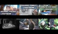 Thumbnail of Amazinganimalslivestream