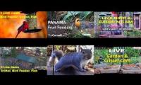 Amazinganimalslivestream