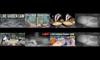 Amazinganimalslivestream