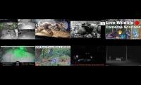 Amazinganimalslivestream