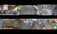 Amazinganimalslivestream