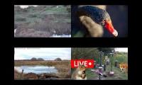 Thumbnail of Amazinganimalslivestream