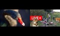 Thumbnail of Amazinganimalslivestream