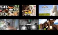 Amazinganimalslivestream