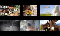 Thumbnail of Amazinganimalslivestream