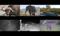 Amazinganimalslivestream