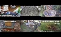 Amazinganimalslivestream