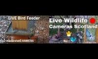Thumbnail of Amazinganimalslivestream