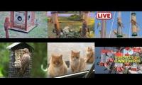Thumbnail of Amazingearthanimalslivestream
