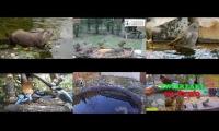 Thumbnail of Amazingearthanimalslivestream