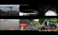 Thumbnail of Amazingearthanimalslivestream