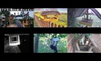 Thumbnail of Amazingearthanimalslivestream