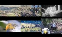 Thumbnail of Amazingearthanimalslivestream