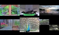 Thumbnail of Amazingearthanimalslivestream