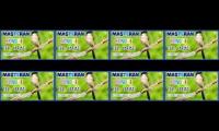 Thumbnail of Masteran Burung Cendet/Pentet full variasi,