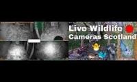 Amazingearthanimalslivestream