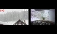 Thumbnail of Amazingearthanimalslivestream