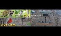 Thumbnail of Amazingearthanimalslivestream