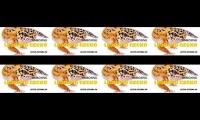 UNBOXING LEOPARD GECKO. BAKALAN BELANJA TERUS NIH 