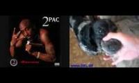 2pac dog picture me rolling