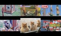 Amazingearthanimalslivestream