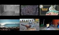 Amazingearthanimalslivestream
