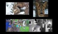 Thumbnail of Amazingearthanimalslivestream