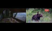 Thumbnail of Amazingearthanimalslivestream