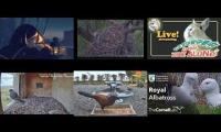 Thumbnail of Amazingearthanimalslivestream